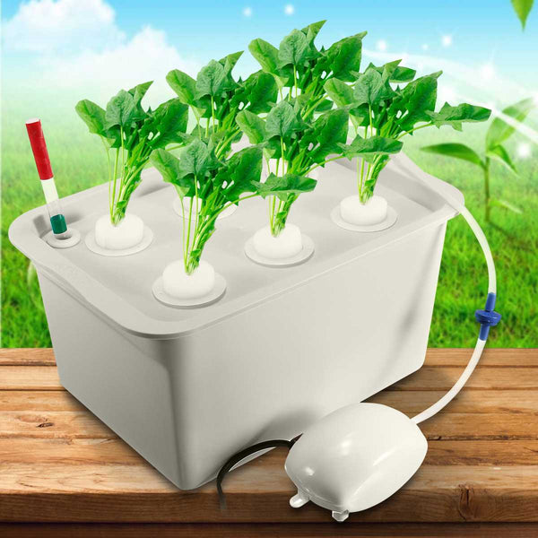 Vegetable water culture box Mostore.com
